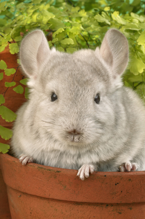 Chinchilla in Pot CH103