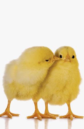 Easter Chicks EA501