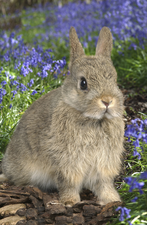 Baby Rabbit EA504