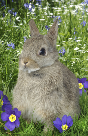 Rabbit & Flowers EA505