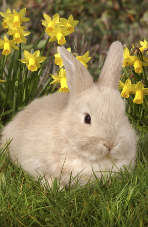 Rabbit on Grass EA507