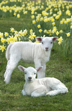 Two Lambs EA508