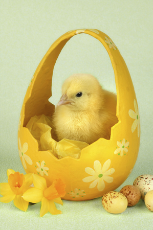 Chick in Basket EA511