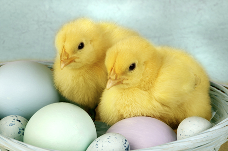 Chicks & Eggs EA512