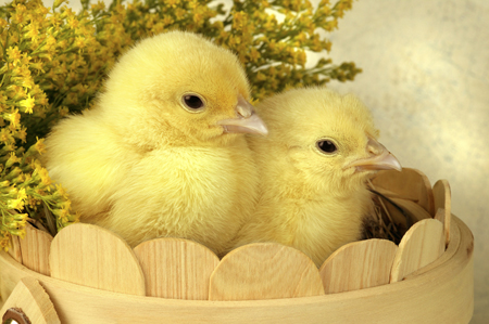 Two Chicks EA513