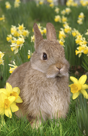 Rabbit & Flowers EA514