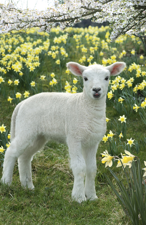 Lamb in Field EA515