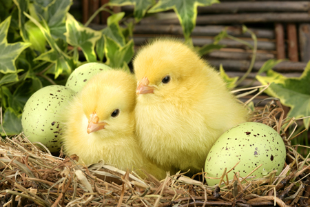 Chicks in Nest EA520