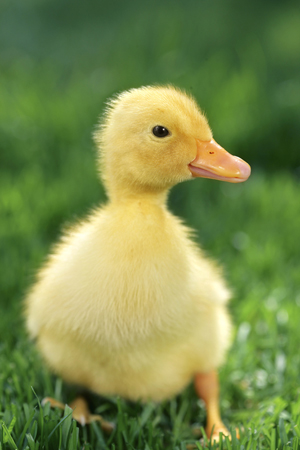 Baby Duck EA526