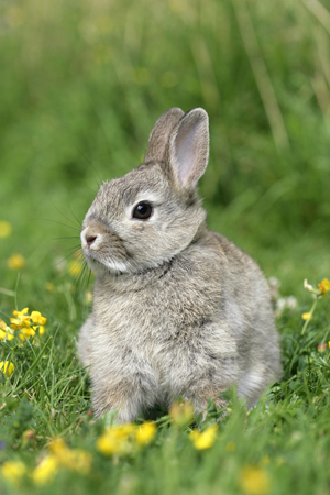 Rabbit in Field EA531