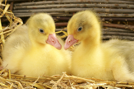 Ducks in Nest EA533