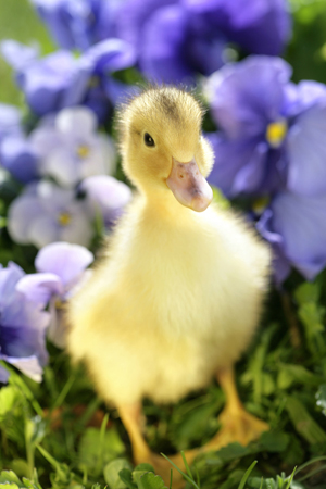 Duck with Flowers EA539