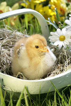 Chick in Basket EA541