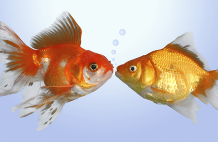 Two Fish Kissing FS502