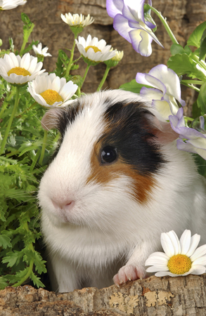 Guinea Pig & Daisy GP101