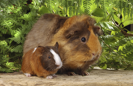 Guinea Pig & Baby GP102