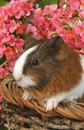 Guinea Pig in Basket GP103