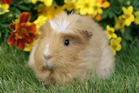 Guinea Pig on Grass GP105