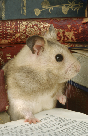 Hamster Reading HA102