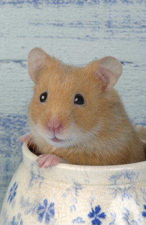 Hamster in Pot HA103