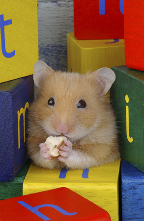 Alphabet Hamster HA104