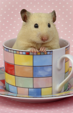 Hamster in Cup HA105