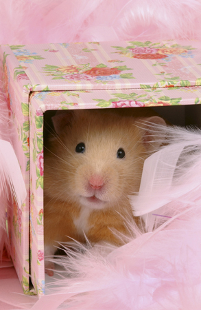 Pink Hamster HA107