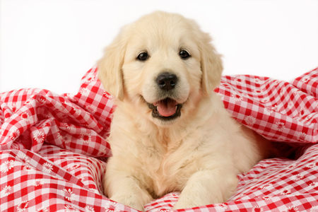 Puppy on Picnic Cloth DP639