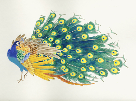 Peacock