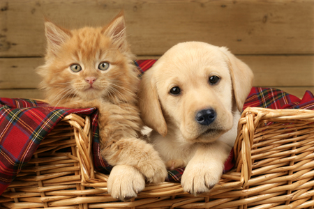 Puppy & Kitten in Basket DP611