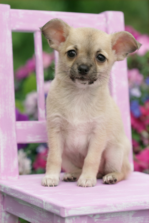 Puppy on chair DP612