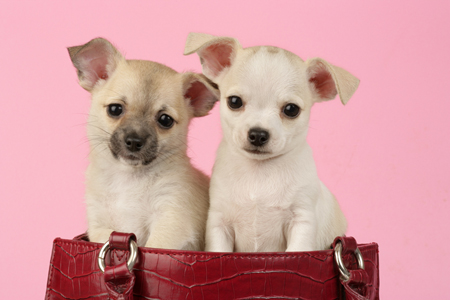 Two puppies in bag DP613