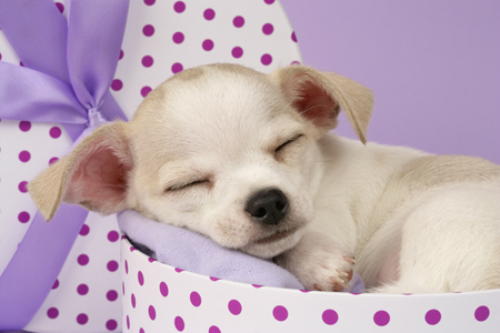 Sleeping Puppy DP614