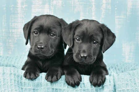 Two black lab puppies DP615