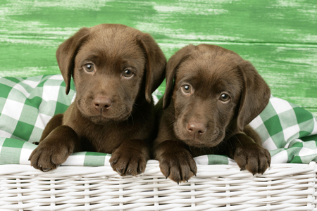 Two chocolate lab puppies DP616