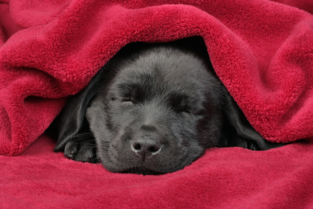 Sleeping lab under blanket DP618