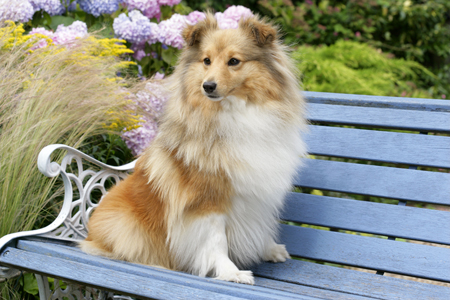 Collie on Bench DP620