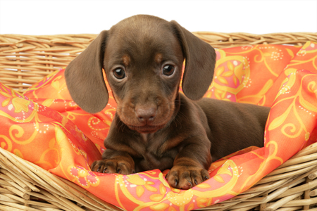 Dachshund on basket DP621