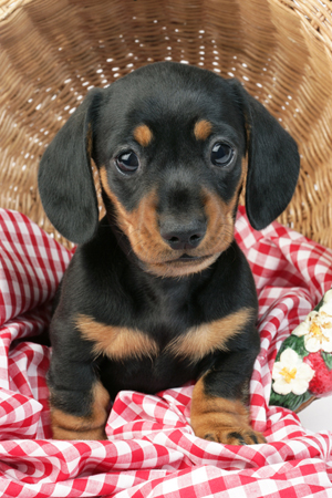 Puppy in basket DP622