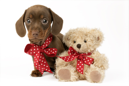 Puppy with Toy Bear DP623