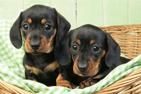 Two pupies in Green basket DP624