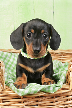 Puppy in Green basket DP626