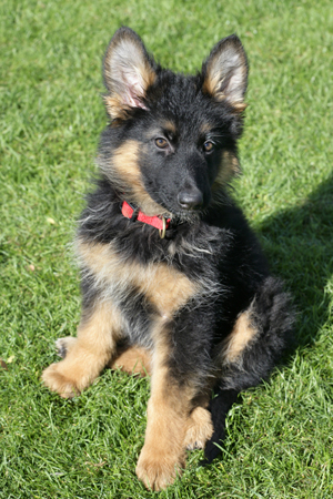 German Shepherd puppy DP627