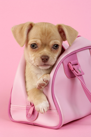 Puppy in bag DP629