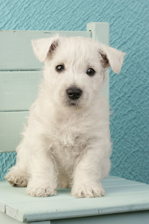 Westie on chair DP630