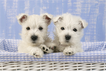 Two westies in basket DP631