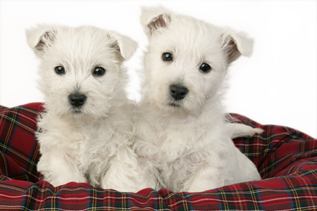 Westies with Tartan blanket DP632