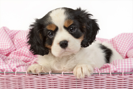 King Charles in basket DP633