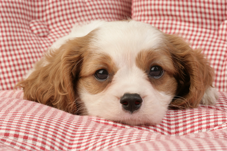 Puppy in Basket DP634