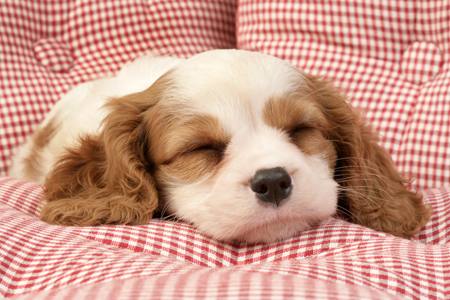 Sleeping puppy DP635